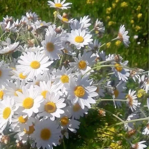 癌症患者日记说不出的心酸,此生未完成于娟生命日记完整版