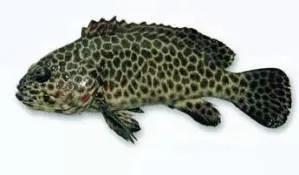 目前最顶级的海鲜鱼,世界上最顶级的海产鱼类