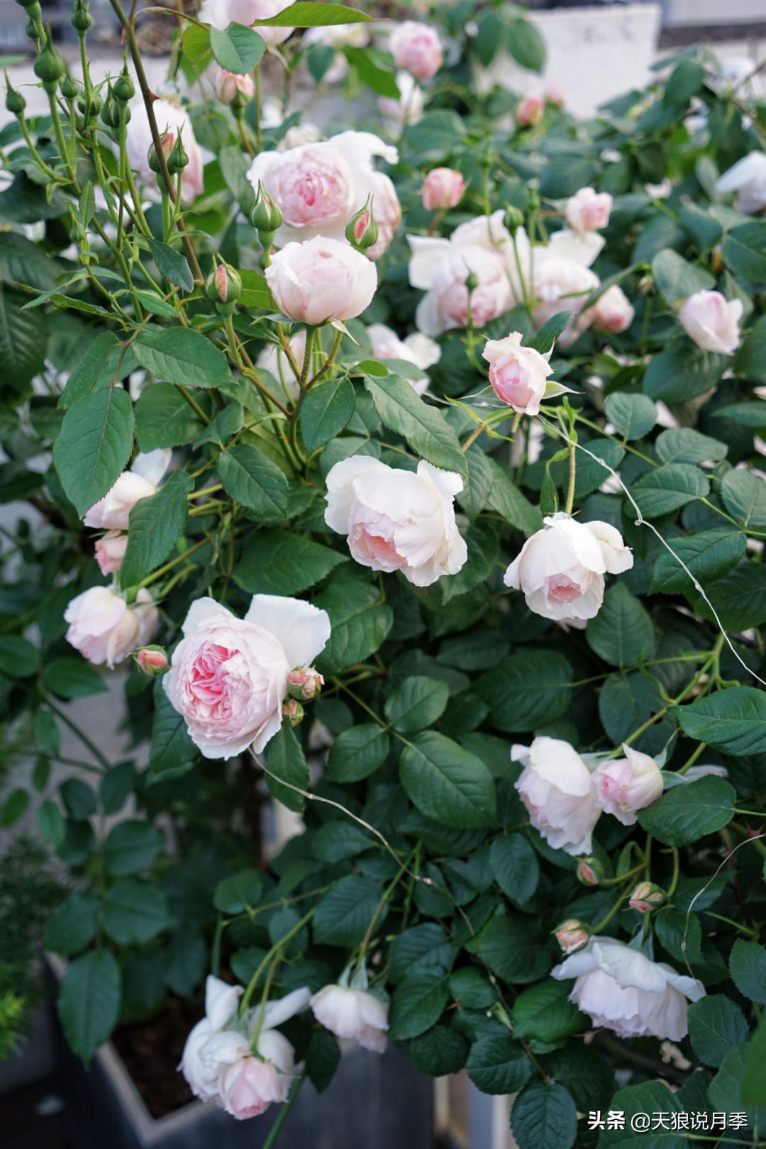 如何打造四季开花的花园,如何打造四季都有花的花园
