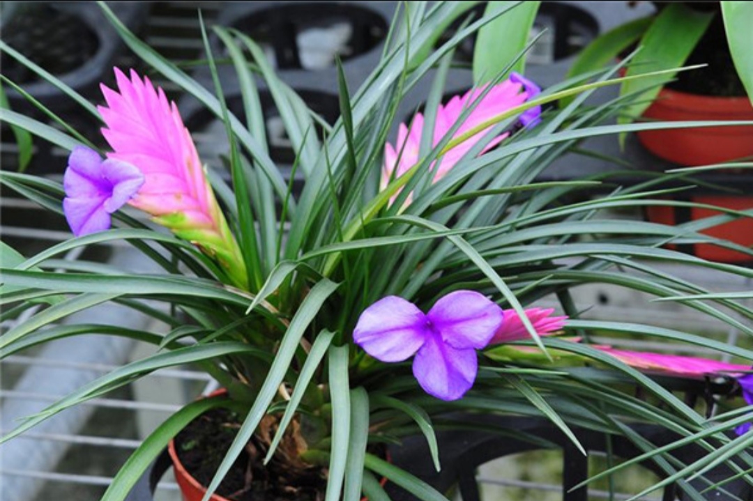 如何选择家中花卉植物盆栽,家庭常见的盆栽花卉的养护与管理