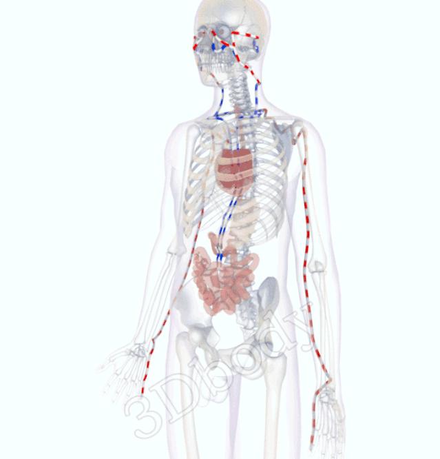 最新经络图精美3d动态循行图,经络3d动态循行图怎样制作