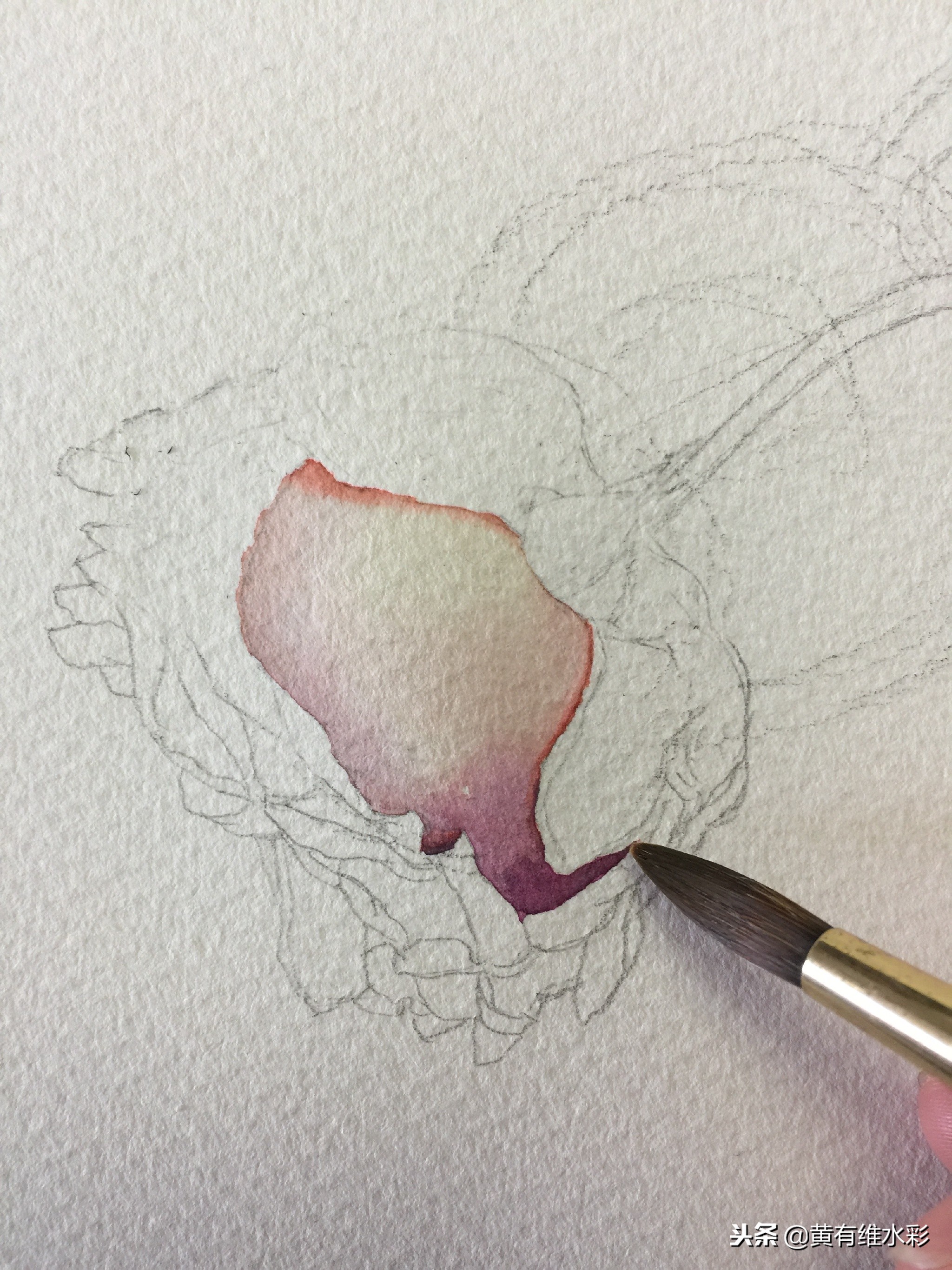 水彩绘画教程简单玫瑰,水彩步骤图花卉