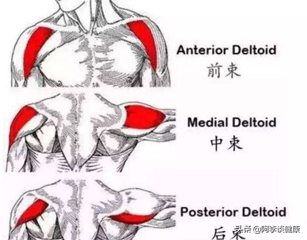 卧推力量上不去？药球仰卧胸推爆发力训练：帮你快速进阶提升力量