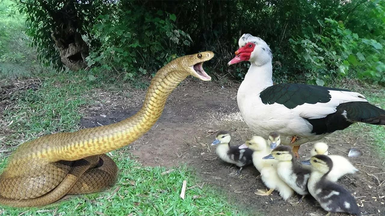 农村里的老人说，鹅的领土意识很强，能看家护院也能防蛇