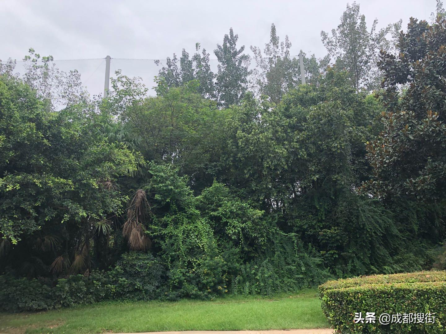 成都麓山大道一段噪音大,成都天府新区麓山大道二段