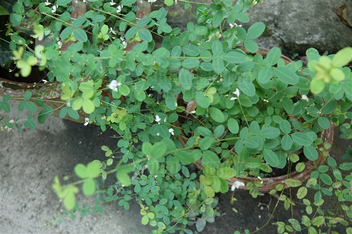 治中暑绝招,掐后颈治疗中暑