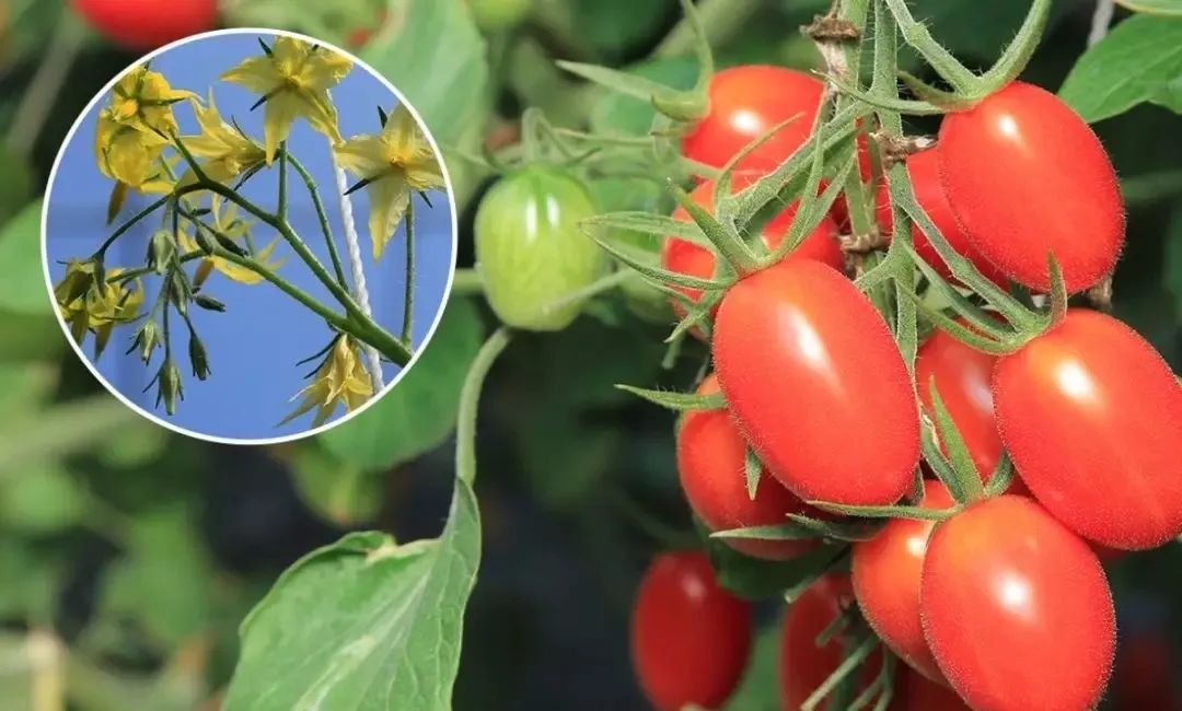玉女番茄如何种植,玉女番茄种植前景