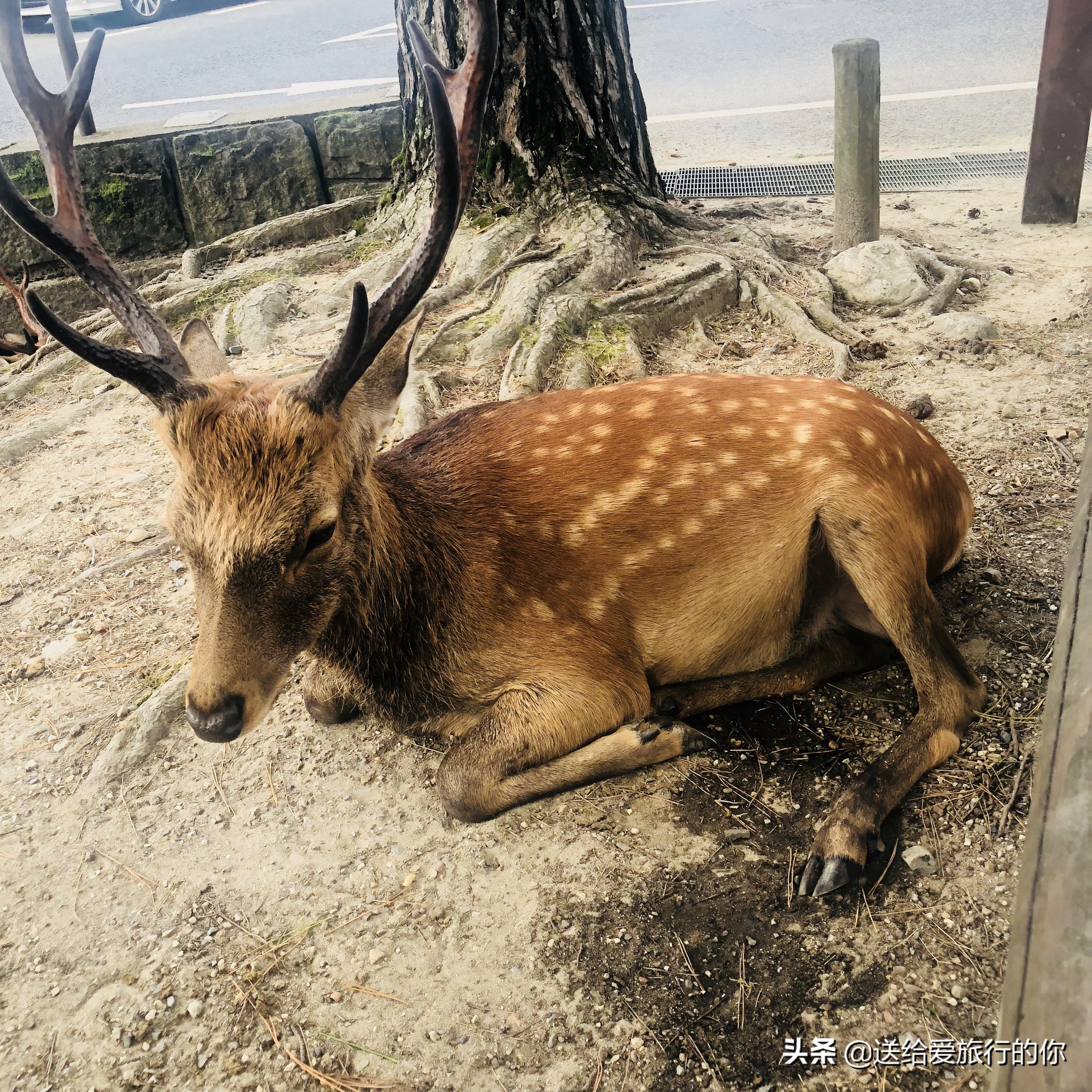 日本的旅游路线及行程计划,日本旅行路线攻略