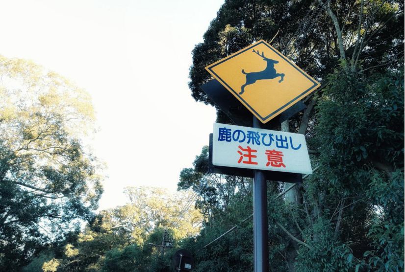 王思聪李易峰综艺节目,王思聪李易峰玩游戏