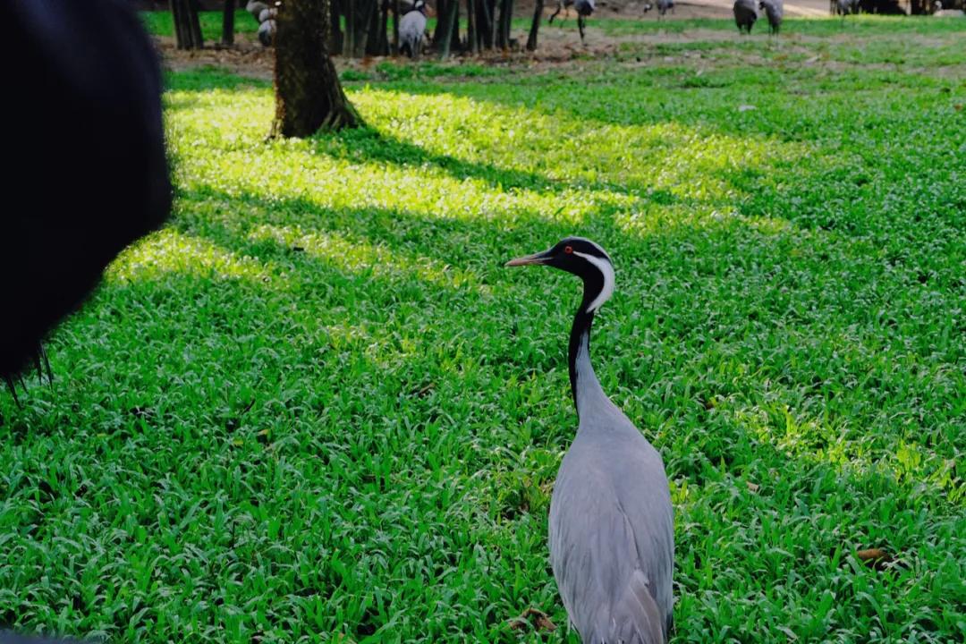 广州长隆怎么玩最划算攻略分享,广州长隆省钱攻略