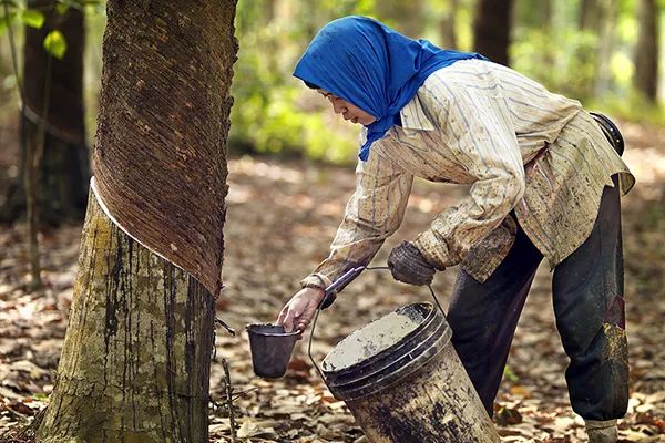 正品泰国乳胶枕头多少钱一个,泰国皇家乳胶枕头原装进口正品