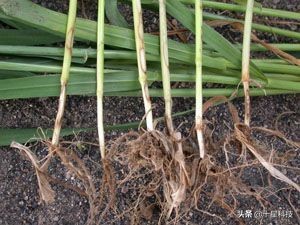 小麦一喷三防技术,小麦一喷八防配方