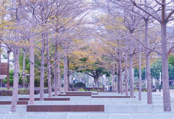 鸽群飞翔视频大全,鸽群飞翔视频