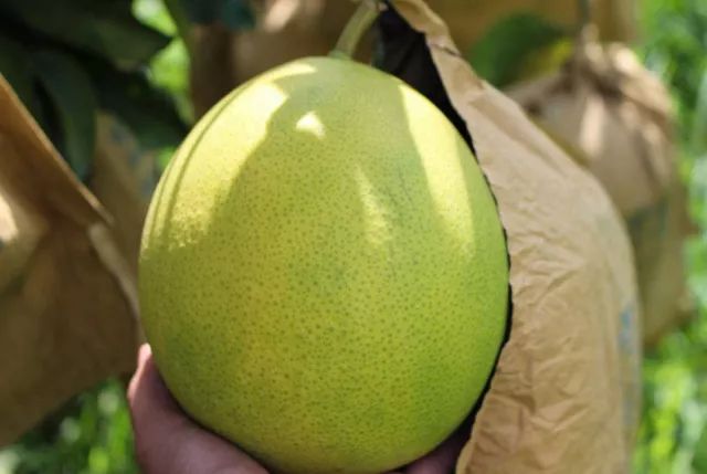 果树保花保果及病虫害防治用药,防治果树病虫害什么时候打药最好