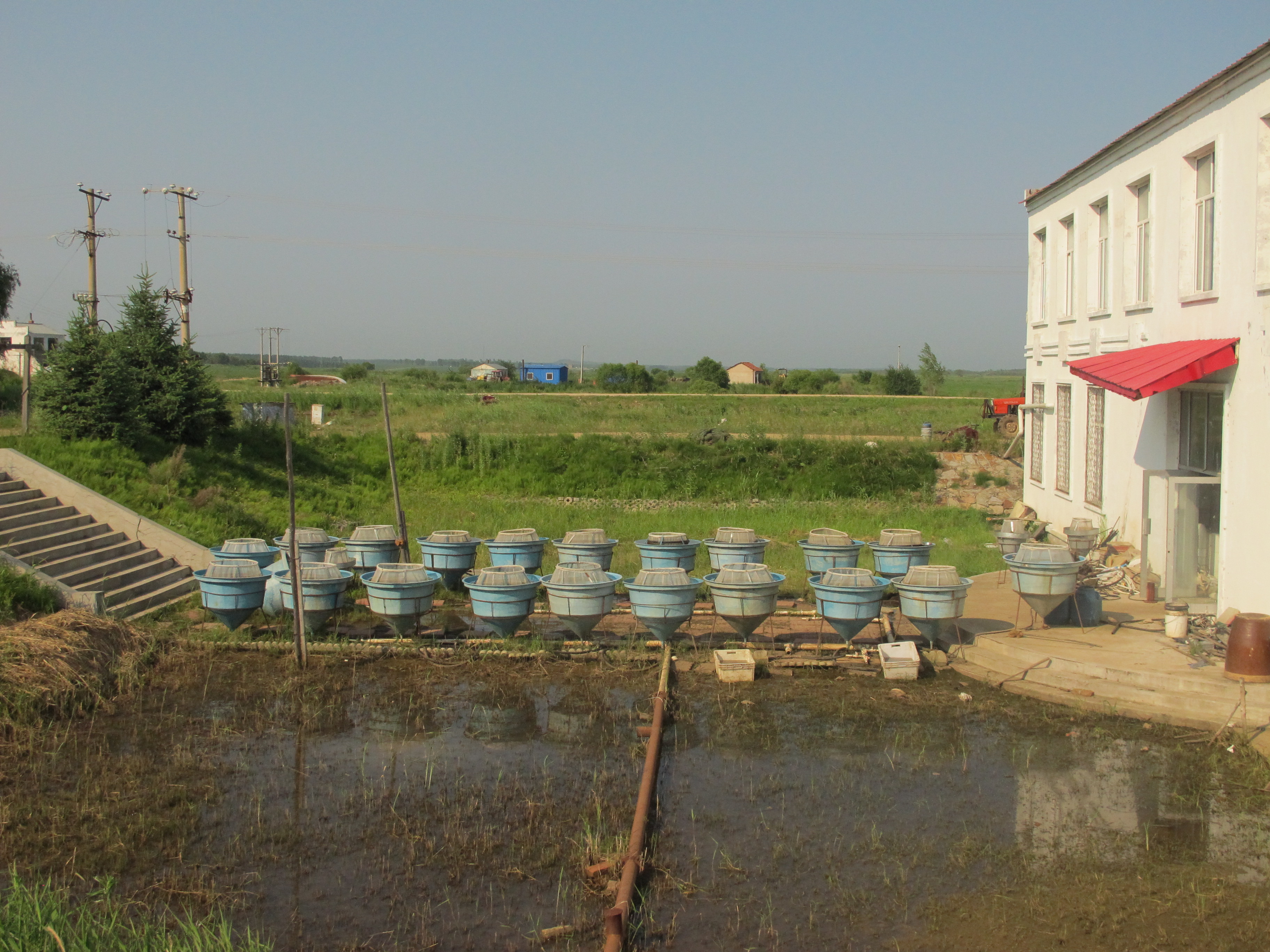 兴凯湖的大白鱼图片,兴凯湖纯野生大白鱼