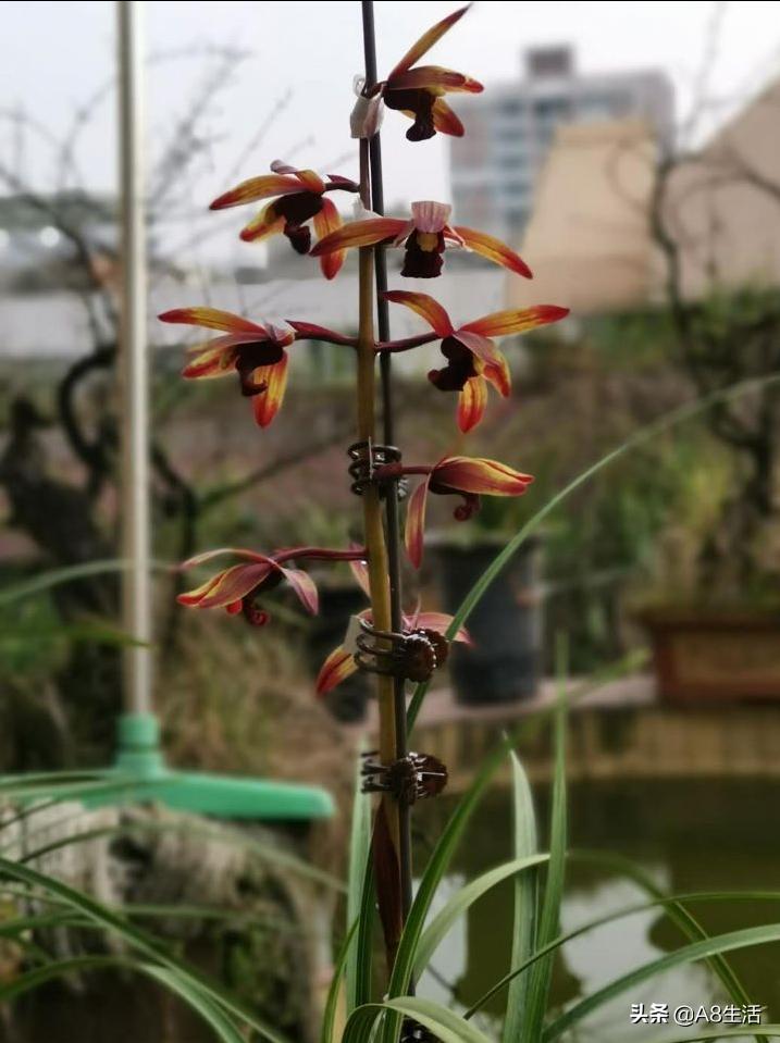 兰花蕙兰绝品传奇,每日一品茶叶