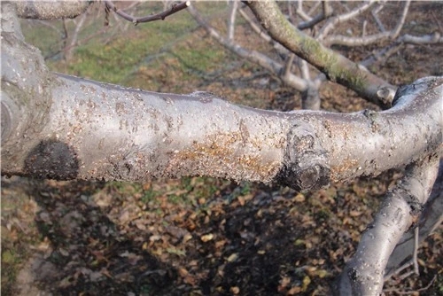 天堂鸟的蚧壳虫对人有危害吗,蚧壳虫怎么危害树木的