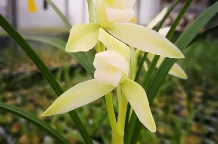 吃臭身体会变臭？吃香味食物身体就会变香？谈谈食物对体味的影响