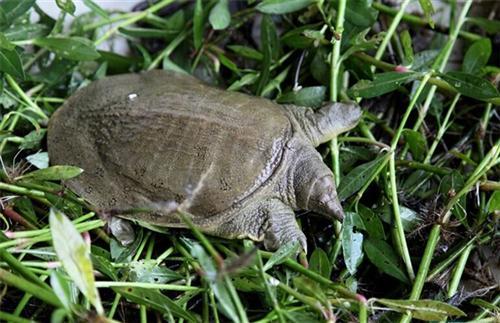 养殖甲鱼技术与经验,养殖甲鱼的技巧和方法视频