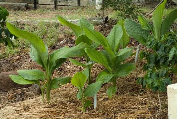 姜黄花种植方法,姜黄盆景养殖方法