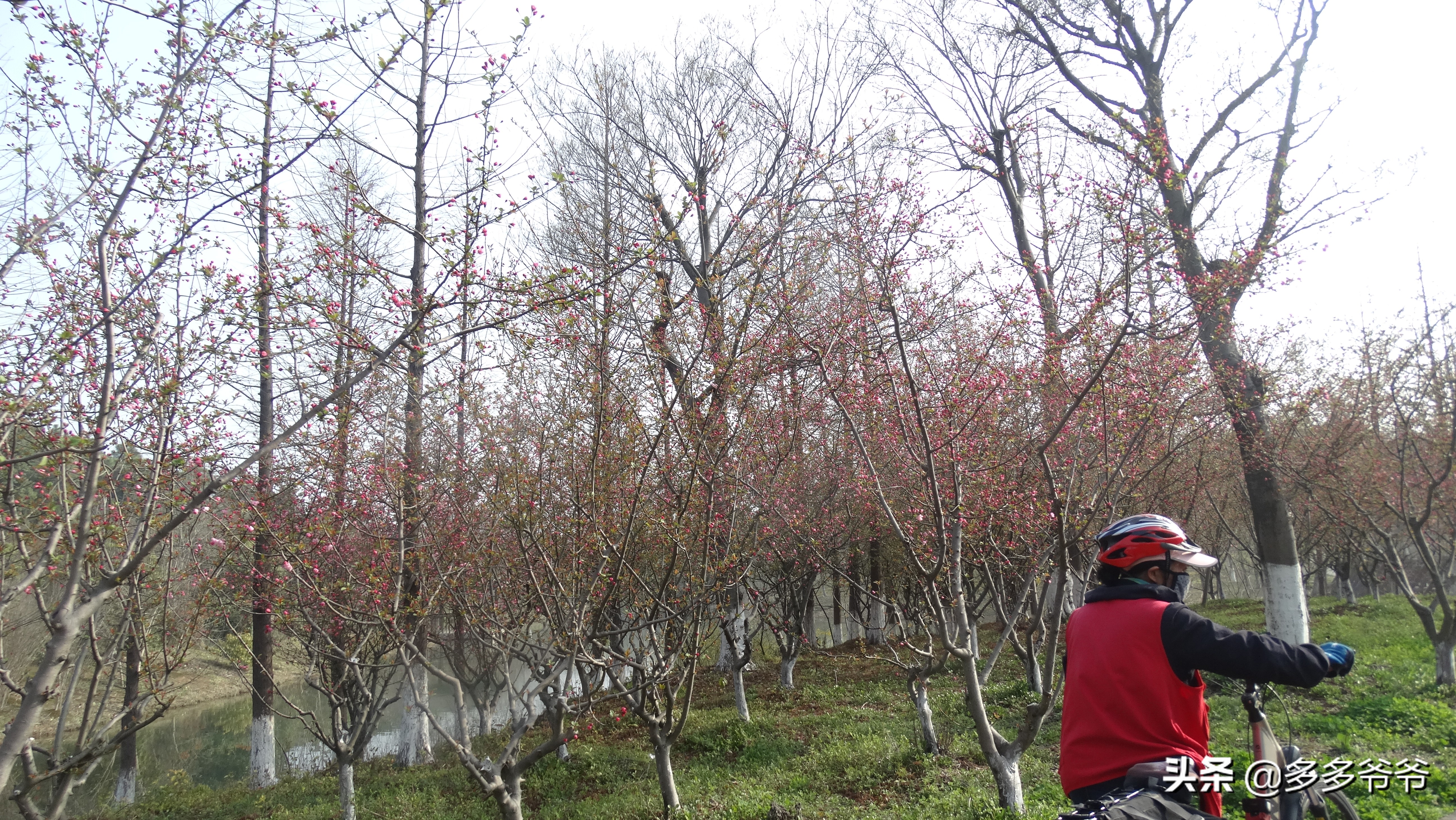 常州赏花的地方,常州附近5公里内公园免费景点