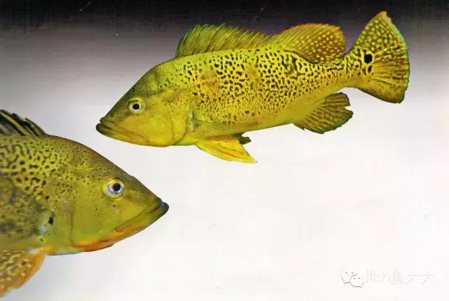 大型鱼观赏性,大型三间鱼