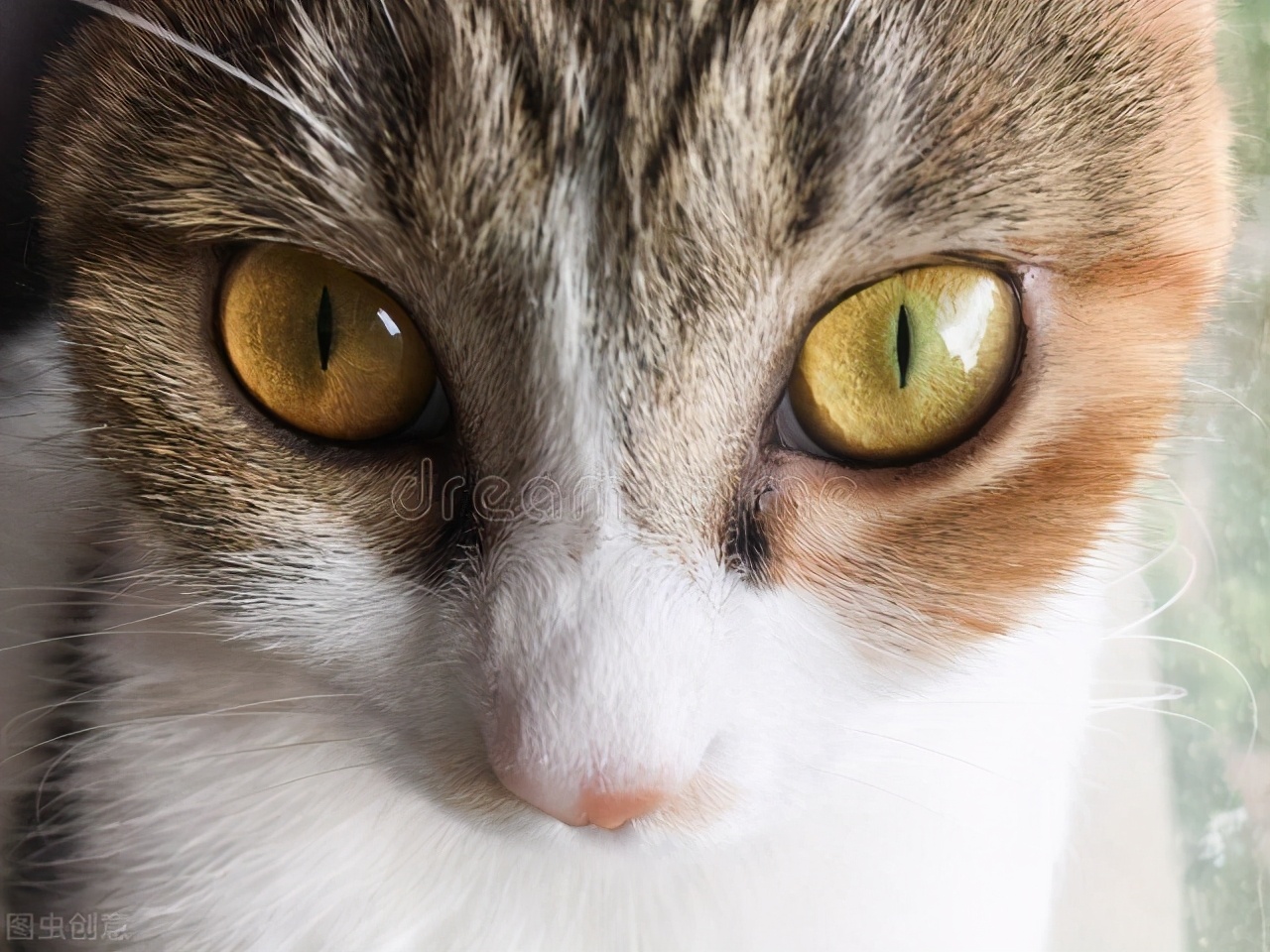 猫咪眼睛分泌物怎么看,教你通过猫咪眼屎来判断身体状况