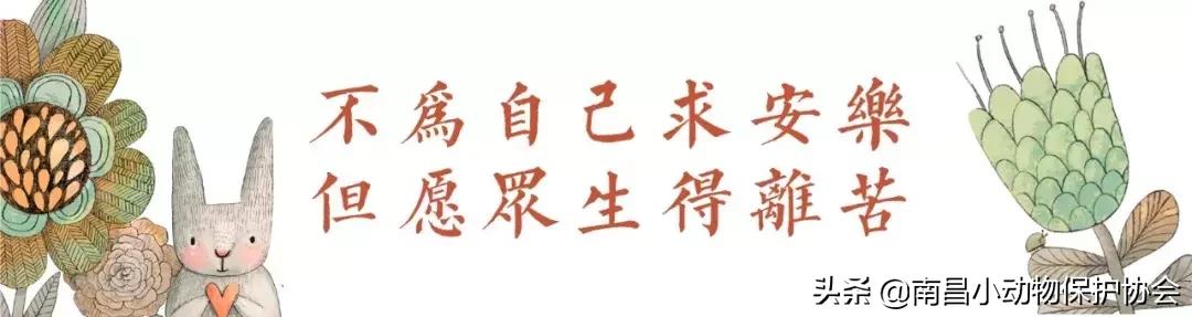 治疗狗皮肤病最见效的药,狗子皮肤病治愈全过程
