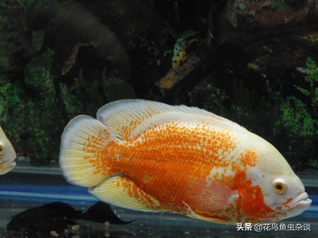 地图鱼爱吃活鱼不吃饲料,养地图鱼不爱吃东西