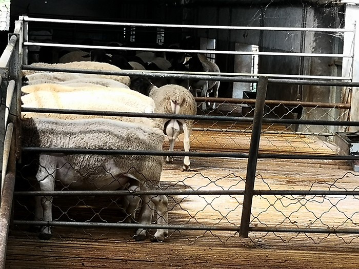 羊产仔少是什么原因,羊受孕与没受孕表现有啥区别