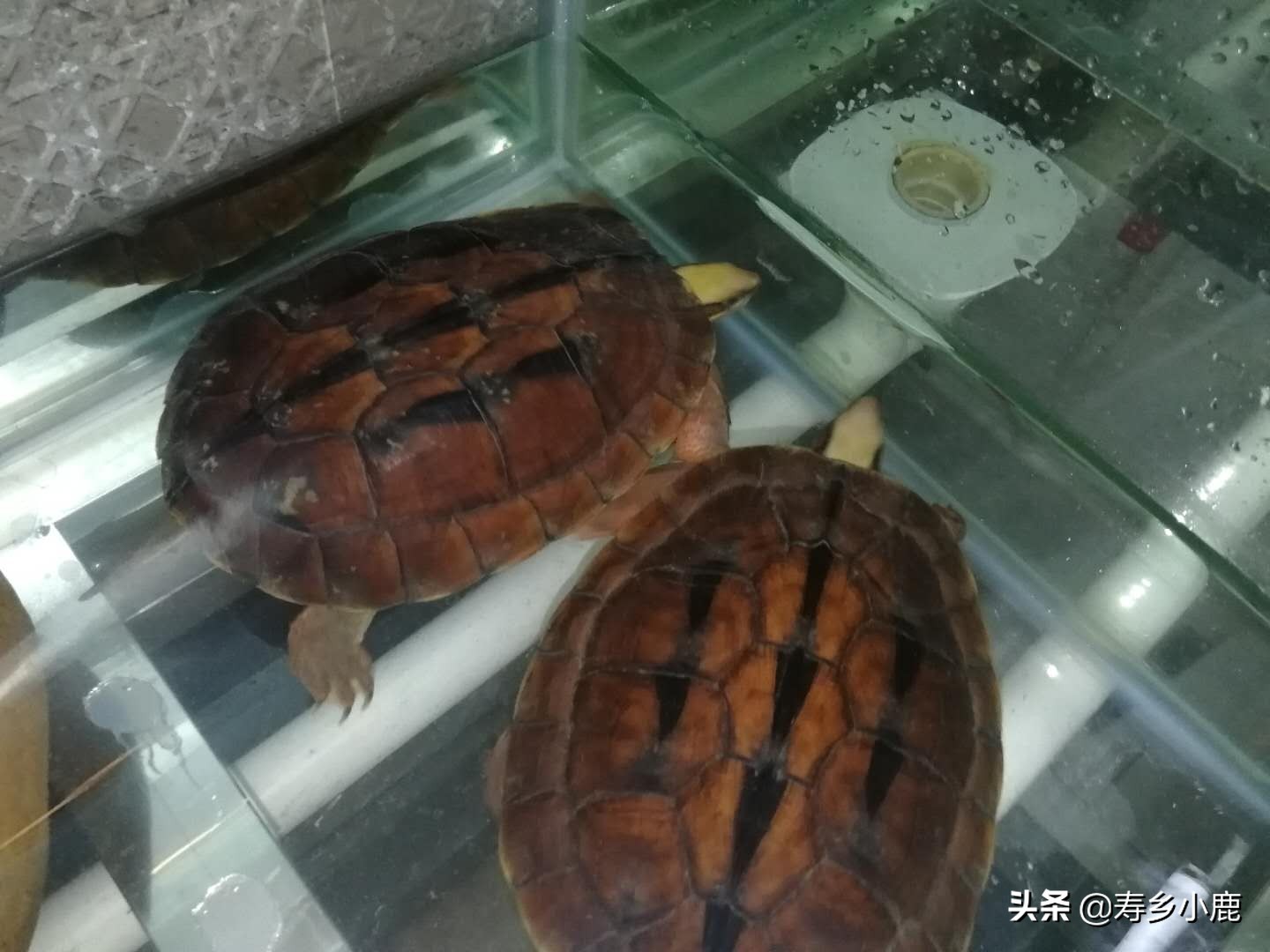 三线闭壳金钱龟为什么这么贵,金钱龟跟三线闭壳金钱龟区别