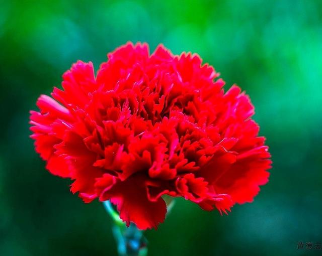 康乃馨种子养殖到开花方法全过程,康乃馨养殖酸性土好还是碱性土好