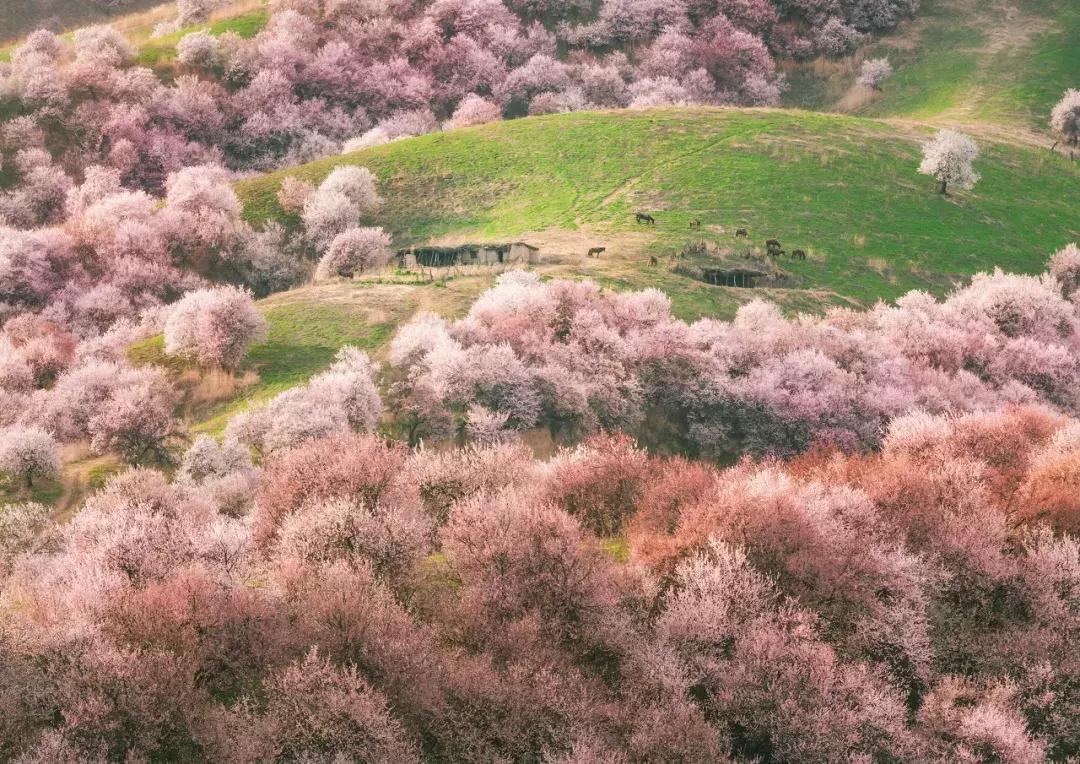 新疆的天堂在哪,新疆人间天堂在哪