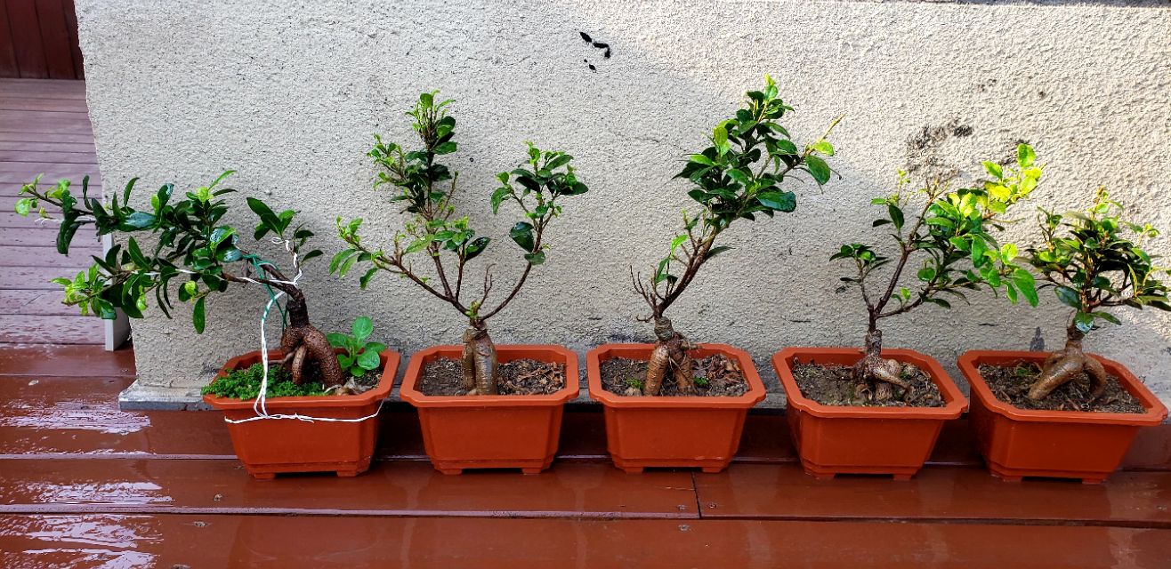 人参榕长什么虫子,人参榕叶尖有虫