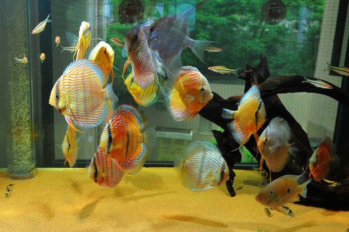 七彩神仙爱好者,野生七彩神仙开口