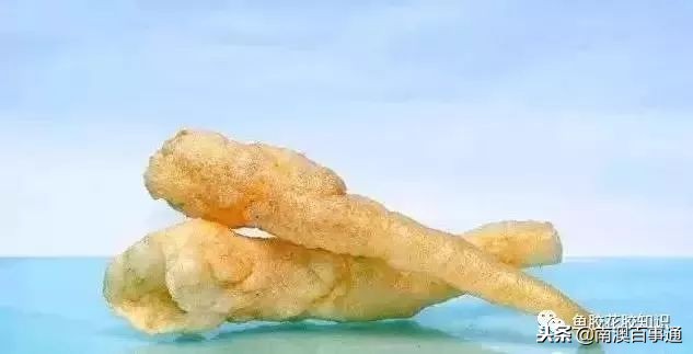 涨知识！鱼胶种类大全，不看亏大了！