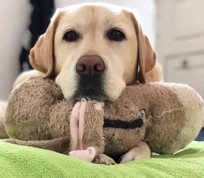 养狗值得吗知乎,新手养狗不建议养吗知乎