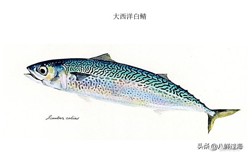 挪威鲭花鱼和日本鲭花鱼,真鲭鱼和胡麻鲭鱼的区别