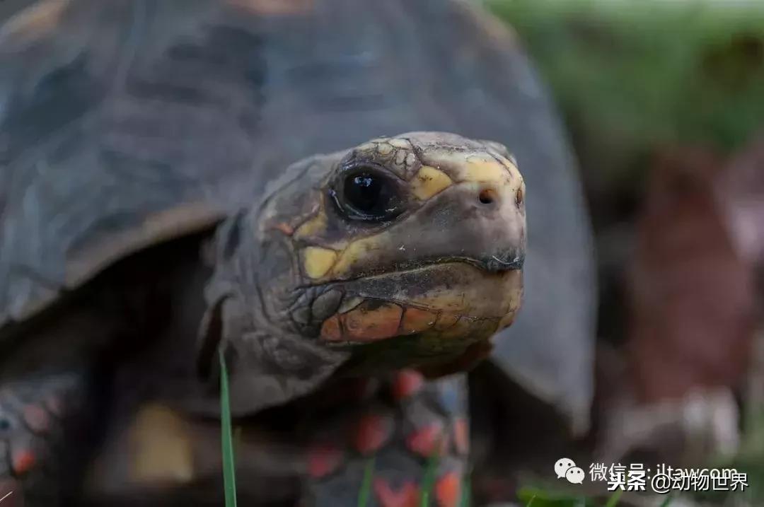 红腿象龟新手入门教程,黄腿象龟