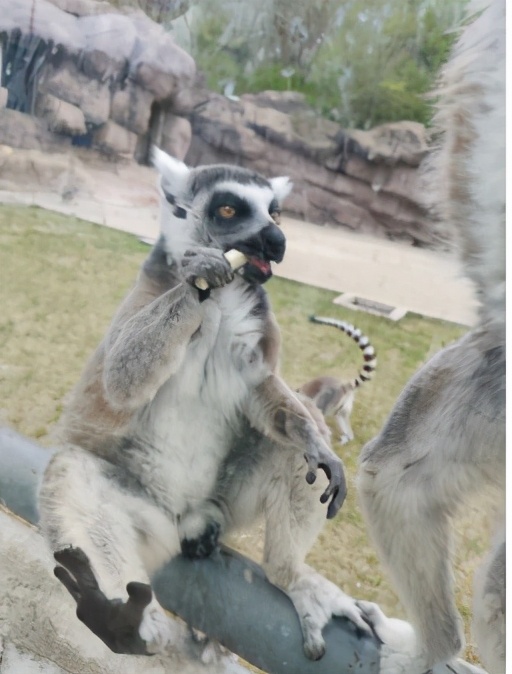 今起东北虎园大门票半价!近百种珍稀动物,带你走进现实版动物世界!