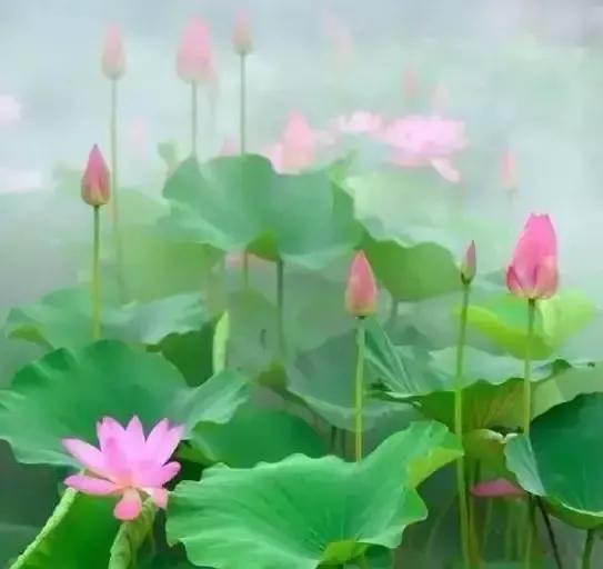 楹联的修辞可应用在哪个部分,楹联创作中的字面相对的多种形式