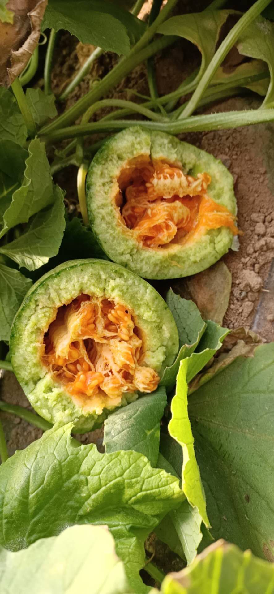 榆林的芝麻香瓜是啥,榆林芝麻香瓜专卖店