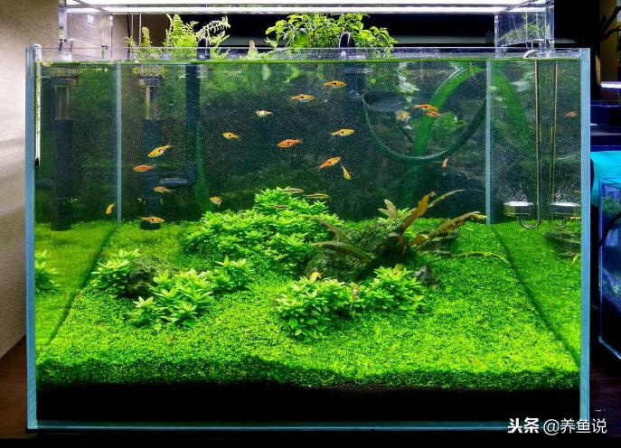 鱼缸水变浑了，一直换水还是没改善咋办？我把一切告诉你