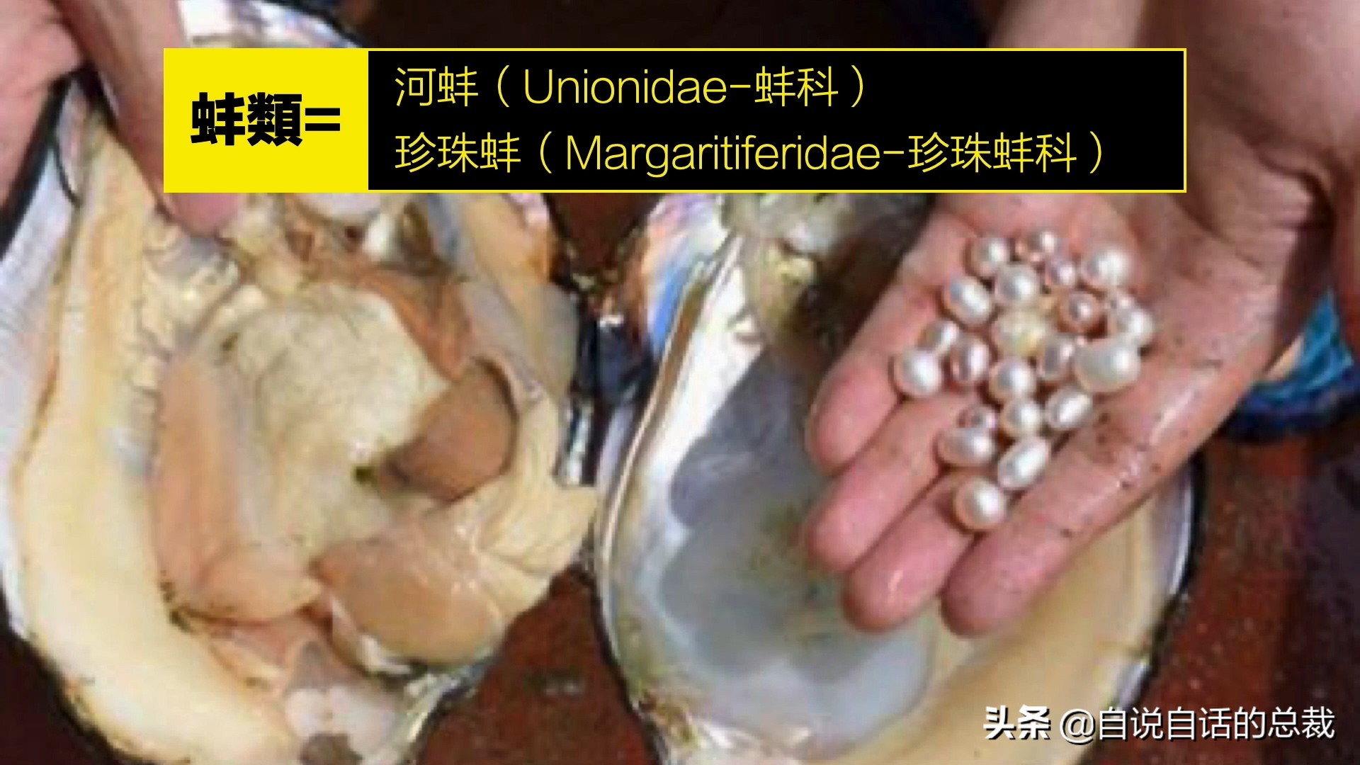 蛏子与小人蚬的区别,贻贝蛤蜊有什么区别