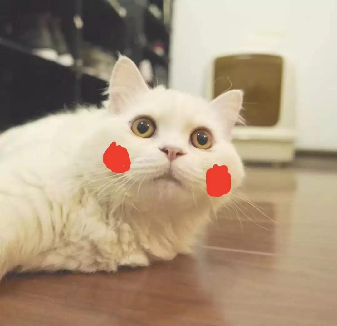 闲鱼上的宝藏,闲鱼上的宝藏店铺