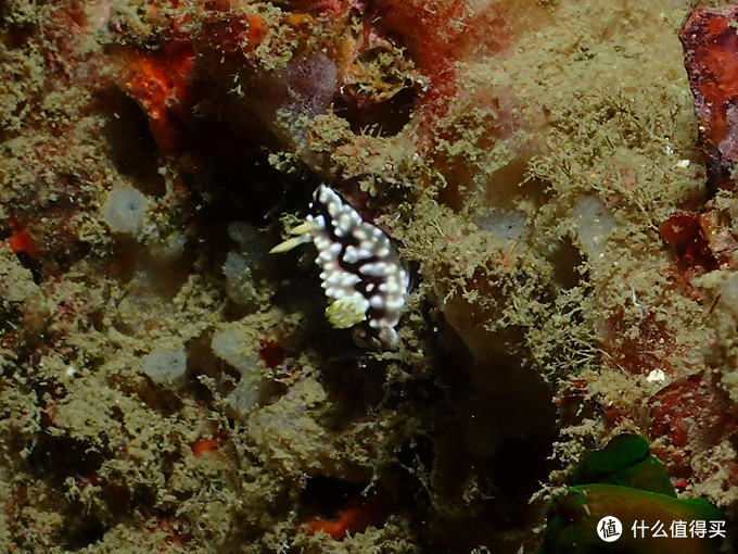 普吉岛aida考证,普吉padi潜水考证