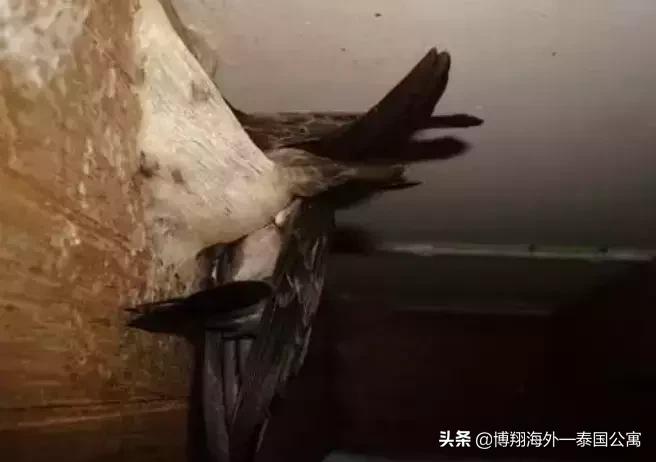 泰国燕窝和马来西亚哪个好,泰国燕窝马来燕窝外表差别