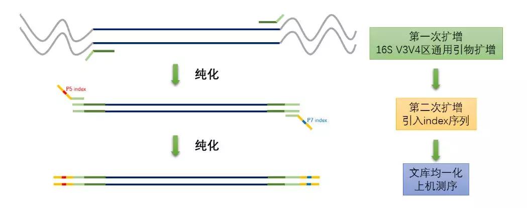肠道菌群16s检测挂什么科,肠道菌群测序数据分析