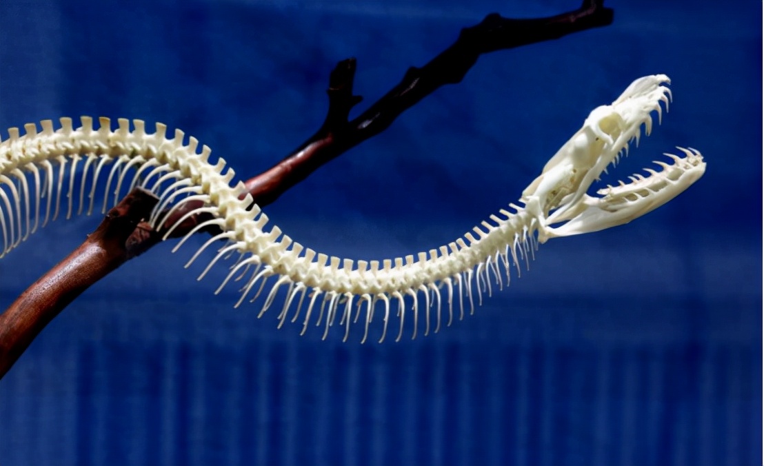 3米长的巨蟒藏在闹市10年,灭绝的超大巨蟒蛇