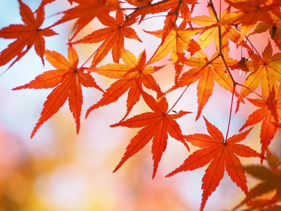 做个‘追枫少女’领略红叶之美！